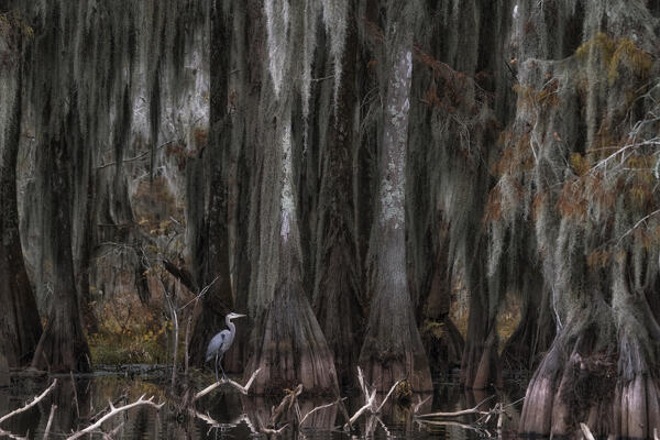 great blue heron (Ardea herodias) in Lake Martin, Louisiana
