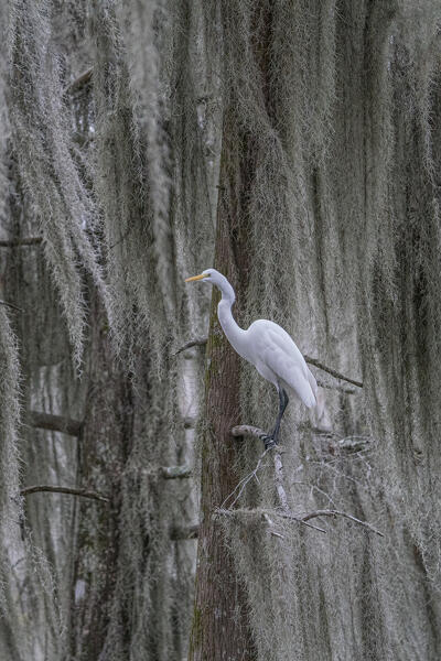 great egret in Caddo Lake, Texas
