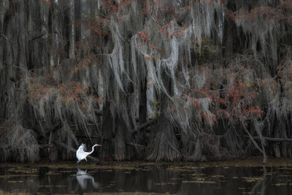 great egret in Caddo Lake, Texas