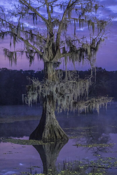 Bald cypress at sunrise, Caddo Lake, Texas