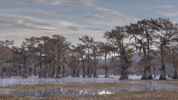 Bald cypress in autumn colors in Caddo Lake, Texas
