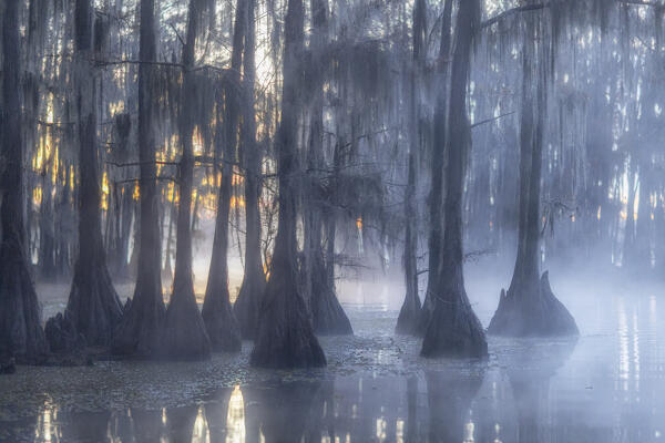 Bald cypress at sunrise, Caddo Lake, Texas