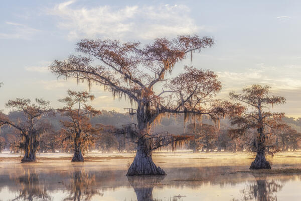 Bald cypress in autumn colors in Caddo Lake, Texas