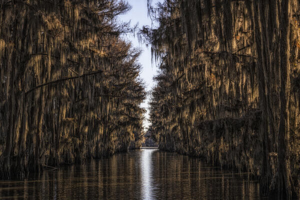 Government ditch in Caddo Lake, Texas