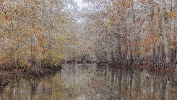 Bald cypress in autumn colors in Lake Martin, Texas