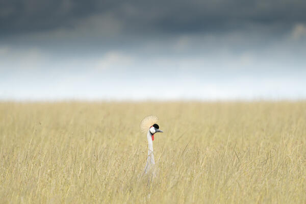 Grey crowned crane (Balearica regulorum) in the Maasai Mara, Kenya