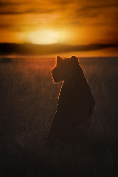 Lioness silhouette at sunrise, Maasai Mara, Kenya