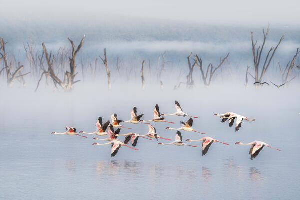 lesser flamingos (Phoeniconaias minor) in Lake Nakuru National Park, Kenya