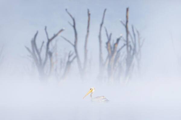 pink-backed pelican (Pelecanus rufescens) in Lake Nakuru National Park, Kenya