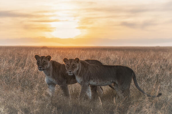 Lioness in a misty sunrise in the Masaimara, Kenya