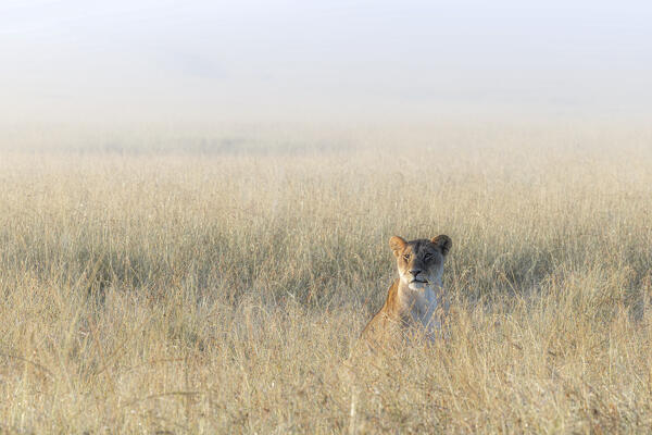 Lioness in a misty sunrise in the Masaimara, Kenya