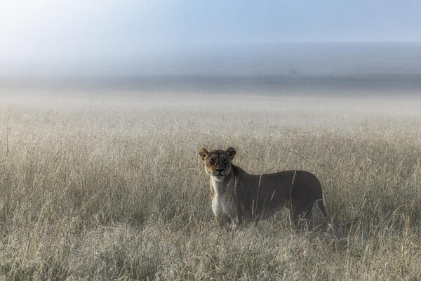Lioness in a misty sunrise in the Masaimara, Kenya