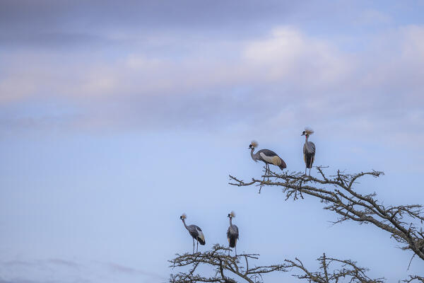 grey crowned crane (Balearica regulorum) in Lake Nakuru National Park, Kenya