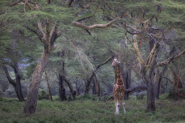 Rothschild's giraffe (Giraffa camelopardalis rothschildi) in Lake Nakuru National Park, Kenya