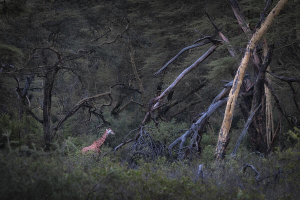 Rothschild's giraffe (Giraffa camelopardalis rothschildi) in Lake Nakuru National Park, Kenya