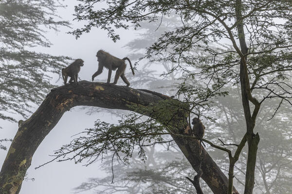 olive baboon (Papio anubis) in Lake Nakuru National Park, Kenya