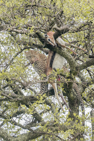 leopard on a tree in the Maasaimara, Kenya