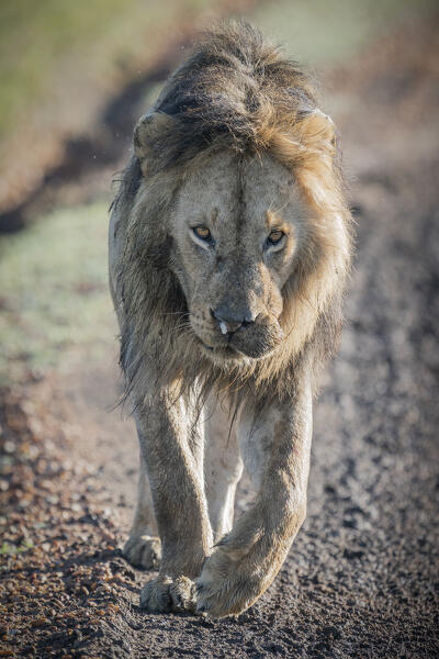 Male lion in the Maasai Mara, Kenya