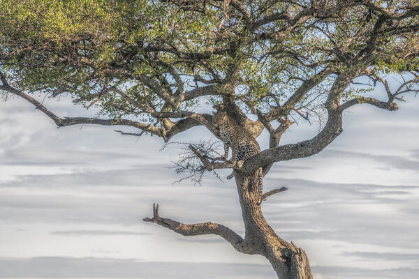 leopard on a tree in the Maasaimara, Kenya