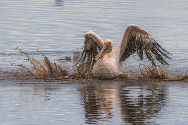 great white pelican (Pelecanus onocrotalus) in Lake Nakuru National Park, Kenya