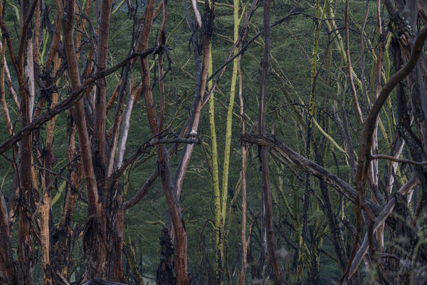 Forest in Lake Nakuru National Park, Kenya