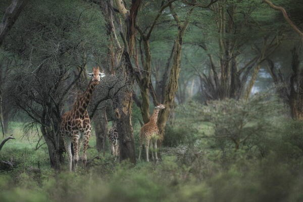 Rothschild's giraffe (Giraffa camelopardalis rothschildi) in Lake Nakuru National Park, Kenya