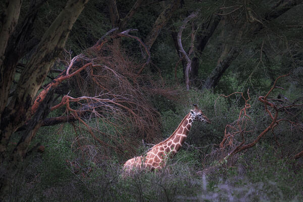 Rothschild's giraffe (Giraffa camelopardalis rothschildi) in Lake Nakuru National Park, Kenya