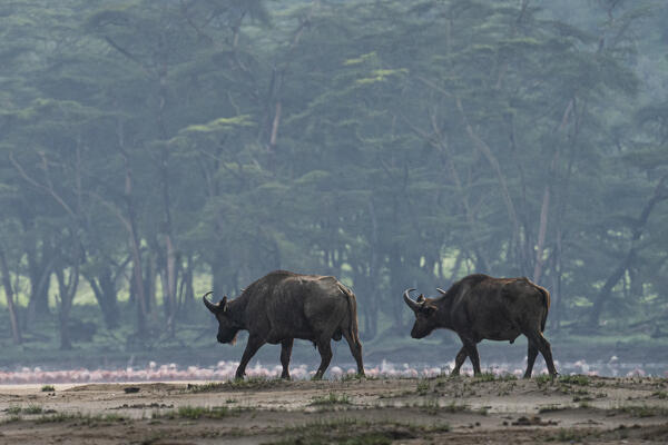 African buffalo (Syncerus caffer) in Lake Nakuru National Park, Kenya