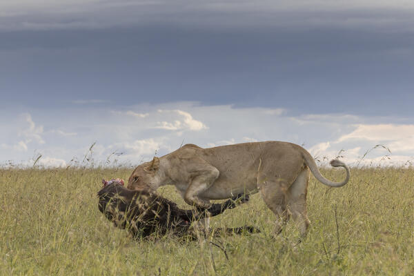 Lioness with kill in the Maasaimara, Kenya