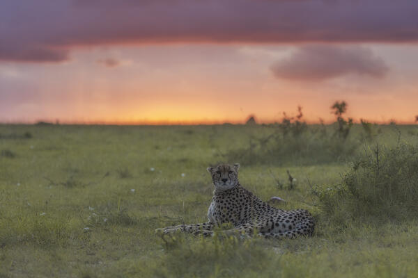 Cheetah (acinonyx jubatus) in the Maasaimara, at sunset