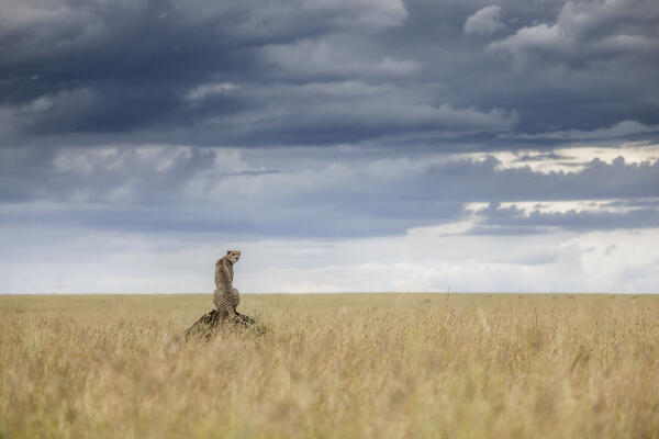 Cheetah (acinonyx jubatus) in the Maasaimara