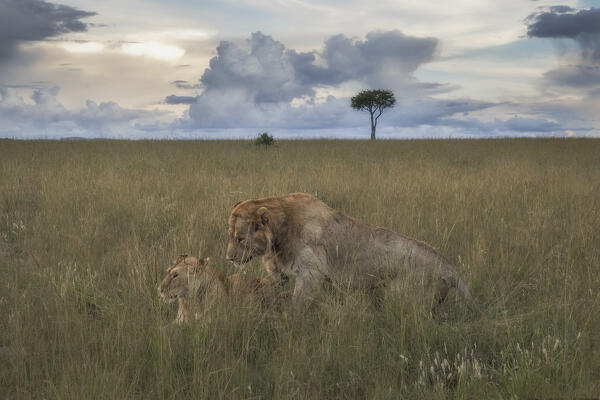 A pair of lions in the maasaimara, kenya