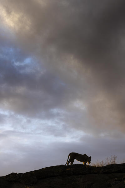 Silhouette of a lioness on a rock, Maasaimara, Kenya, at sunset