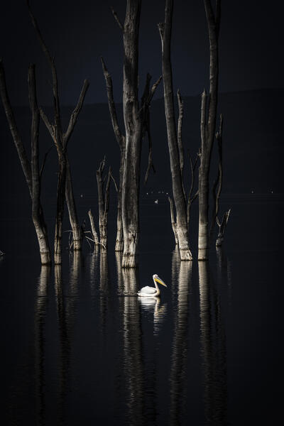 great white pelican (Pelecanus onocrotalus) in Lake Nakuru National Park, Kenya