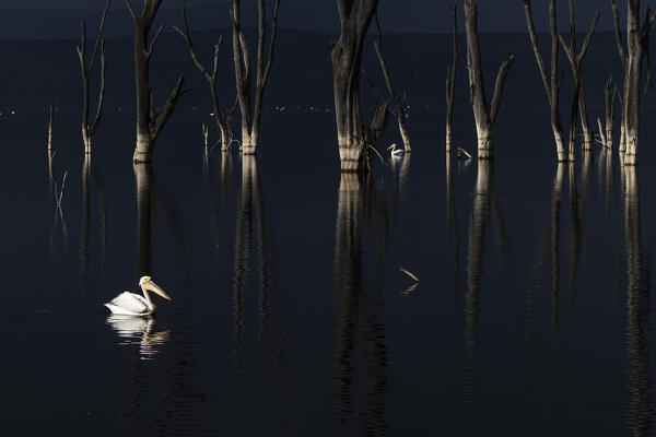 great white pelican (Pelecanus onocrotalus) in Lake Nakuru National Park, Kenya