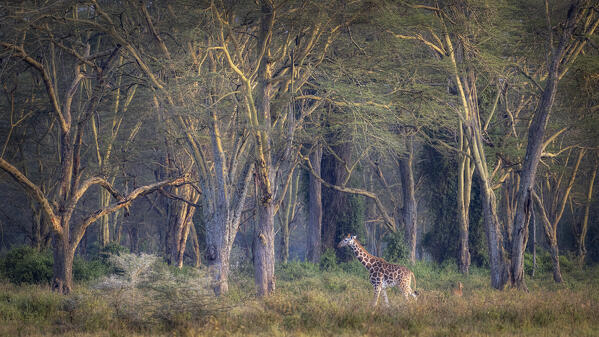 Rothschild's giraffe (Giraffa camelopardalis rothschildi) in Lake Nakuru National Park, Kenya