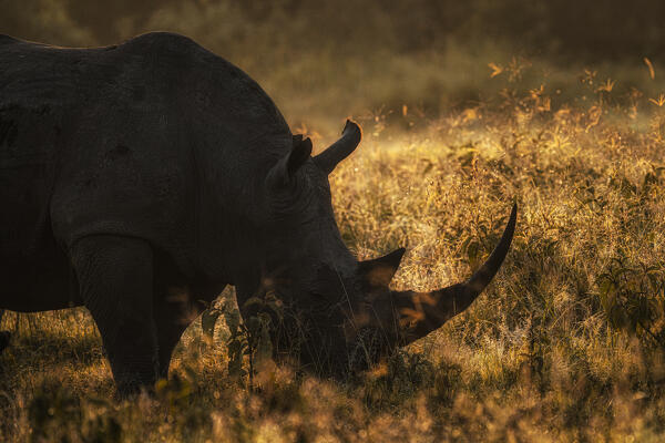 white rhinoceros, white rhino or square-lipped rhinoceros (Ceratotherium simum) in lake nakuru national park at sunrise