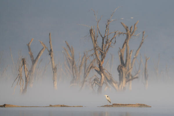 grey heron (Ardea cinerea) in Lake Nakuru, Kenya