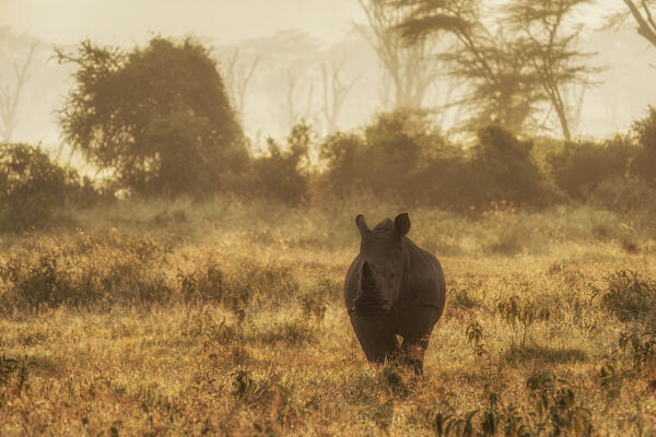white rhinoceros, white rhino or square-lipped rhinoceros (Ceratotherium simum) in lake nakuru national park at sunrise