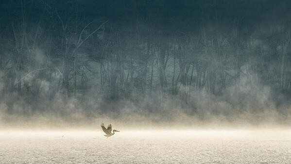 great white pelican (Pelecanus onocrotalus) in Lake Nakuru National Park, Kenya