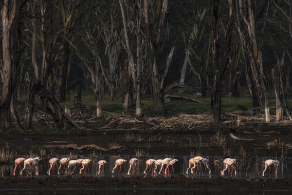 lesser flamingos in lake nakuru, kenya