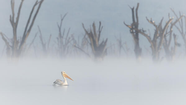 great white pelican (Pelecanus onocrotalus) in Lake Nakuru National Park, Kenya