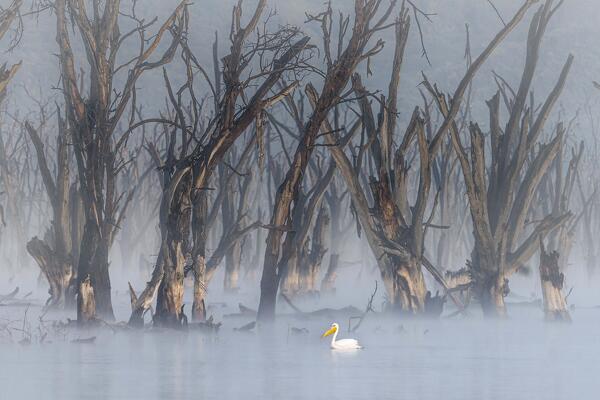 great white pelican (Pelecanus onocrotalus) in Lake Nakuru National Park, Kenya