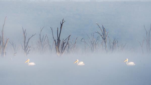 great white pelican (Pelecanus onocrotalus) in Lake Nakuru National Park, Kenya