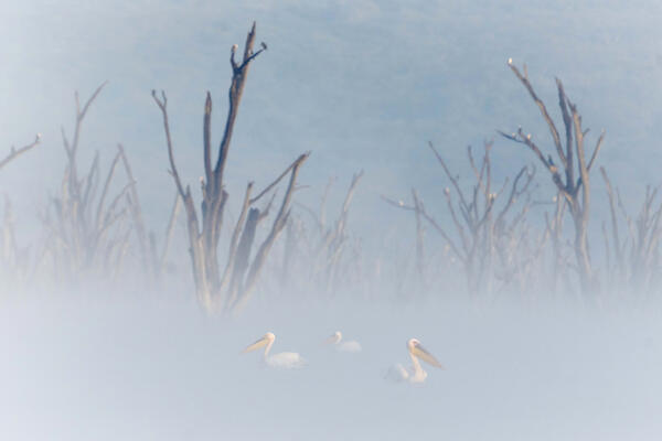 great white pelican (Pelecanus onocrotalus) in Lake Nakuru National Park, Kenya