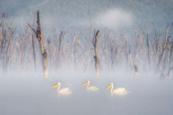great white pelican (Pelecanus onocrotalus) in Lake Nakuru National Park, Kenya