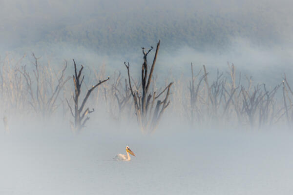 great white pelican (Pelecanus onocrotalus) in Lake Nakuru National Park, Kenya
