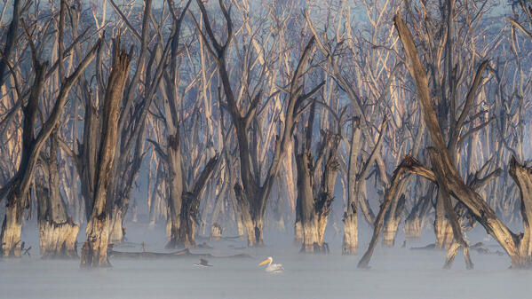 great white pelican (Pelecanus onocrotalus) in Lake Nakuru National Park, Kenya