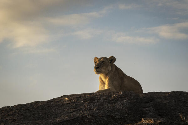 Lioness on top of a rock in the Maasaimara, Kenya