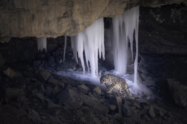 Snow leopard (panthera uncia) in Spiti Valley, Himachal Pradesh, India
